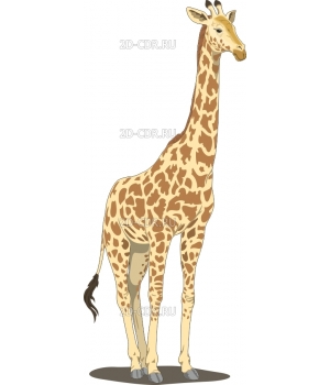 Жираф (2)
