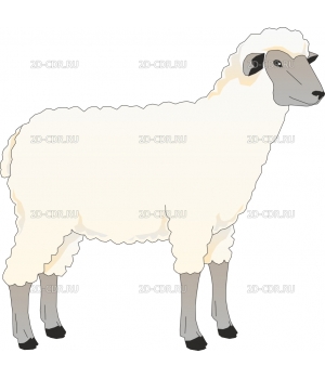 Овца (2)