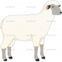 Векторный клипарт «Овца (2)»