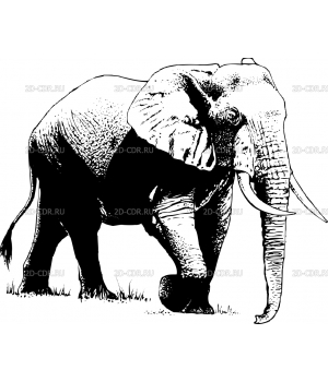 Слон (4)