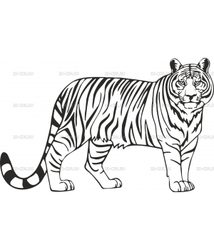 Тигр (11)