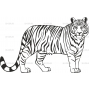 Векторный клипарт «Тигр (11)»