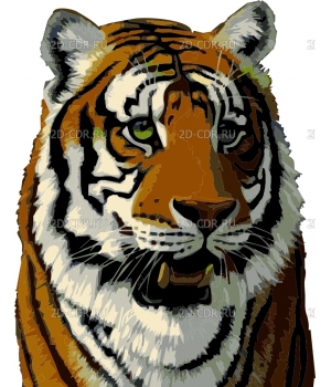 Тигр (3)