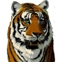 Векторный клипарт «Тигр (3)»