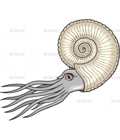 AMMONOID