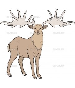 G_DEER