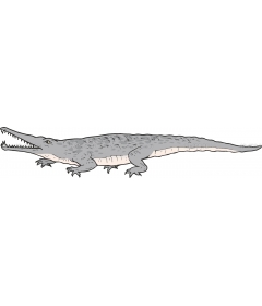 RUTIODON