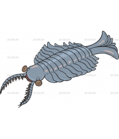 ANOMALOC