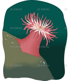 ANEMONE