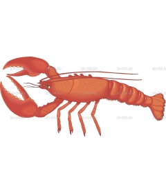 LOBSTER1