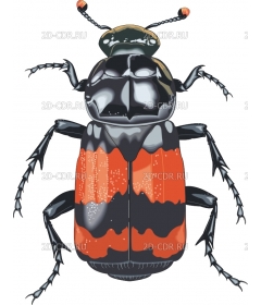 BBEETLE