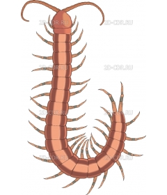 CENTIPET