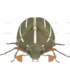 CHAFER