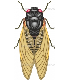 CICADA