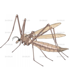 CRANEFLY