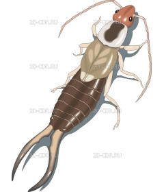 EARWIG