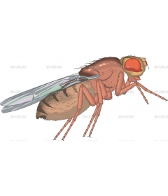 FRUITFLY