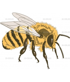 HONEYBEE