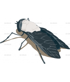 HORSEFLY