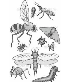 INSECTS