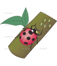 LADYBUG