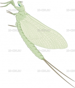 MAYFLY