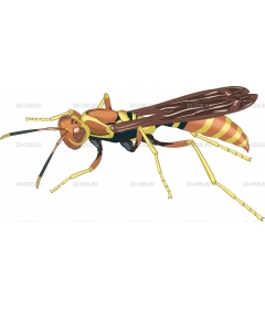 WASP