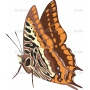 Векторный клипарт «Бабочка (24)»