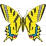 Векторный клипарт «Бабочка (26)»