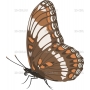 Векторный клипарт «Бабочка (29)»