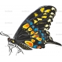 Векторный клипарт «Бабочка (31)»