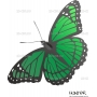 Векторный клипарт «Бабочка (32)»
