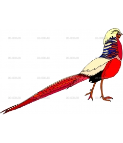 BIRD33