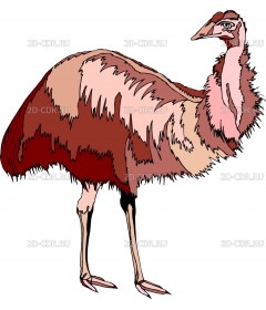 BIRD40