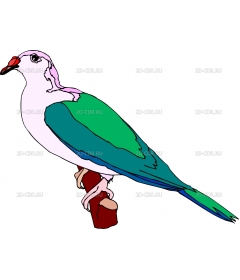 BIRD41