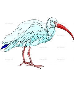 BIRD43