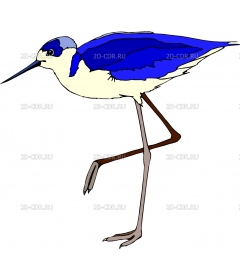 BIRD56