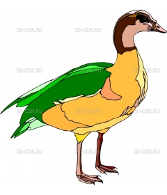 BIRD7