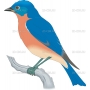 Векторный клипарт «BLUEBIRD»