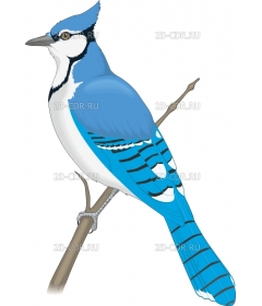 BLUEJAY