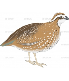 BOBWHITE