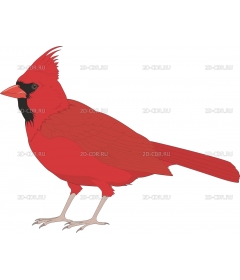 CARDINAL