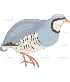 CHUKAR