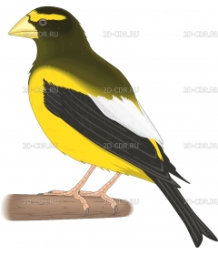 GROSBEAK