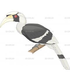 HORNBILL