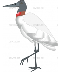 JABIRU