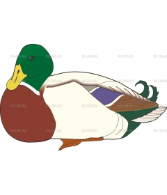 MALLARD