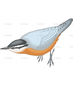 NUTHATCH