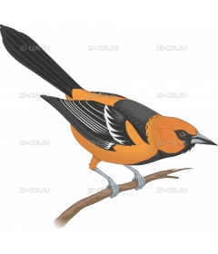 ORIOLE