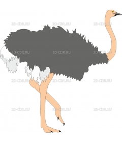 OSTRICH